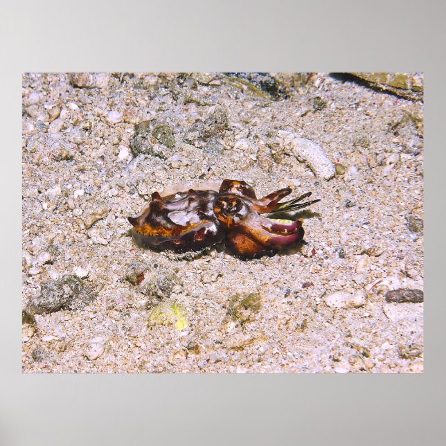 Flambouyant Cuttlefish Poster (Front)