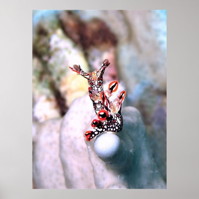 Flambouyant Nudi Poster (Front)