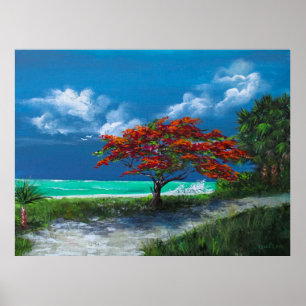 Flamboyan Tree, Caribbean, Puerto Rico Poster