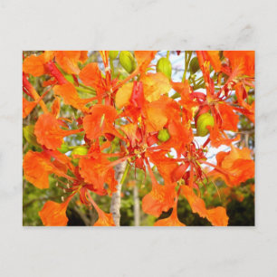 Flamboyan tree flowers (CloseUp) Postcard