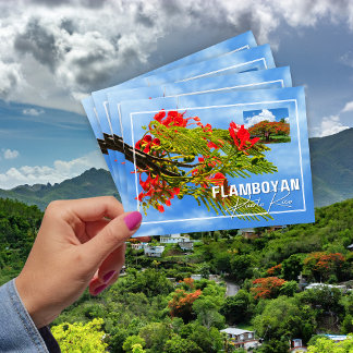 Flamboyán Tree from Puerto Rico Postcard