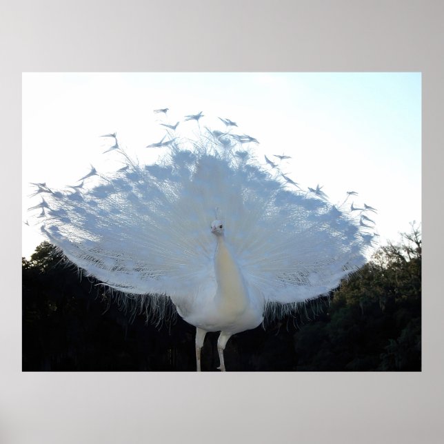 Flamboyant Albino Peacock Poster (Front)