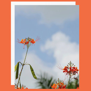 Flamboyant Royal Poinciana. Floral Sky Blue