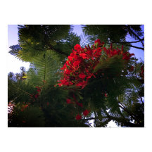 Flamboyant Tree