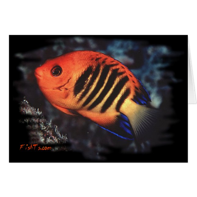 Flame Angelfish by H2Oasis (Front Horizontal)