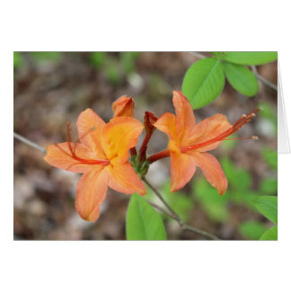 Flame Azalea