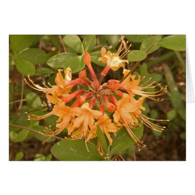 Flame Azalea (Front Horizontal)
