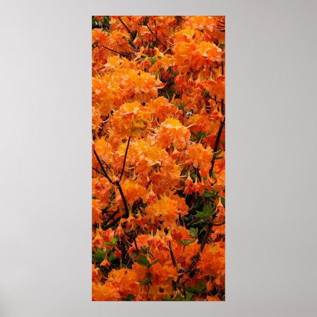 Flame Azalea Flowers Poster (Front)