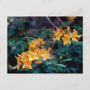 Flame Azalea Postcard