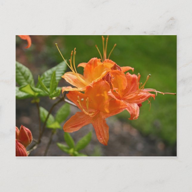 Flame Azalea Spring Post Card (Front)