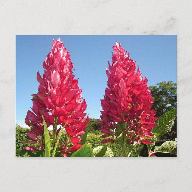 Flame flower postcards (Front)