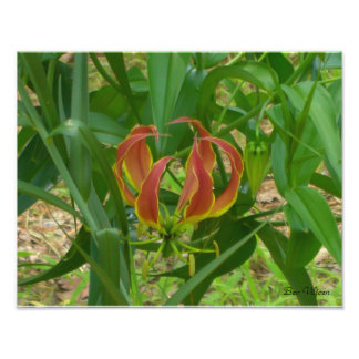 Flame Lily - Gloriosa Superba Photo Print
