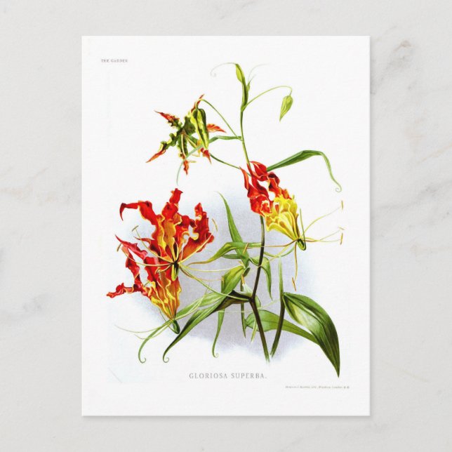 Flame lily (Gloriosa superba) Postcard (Front)