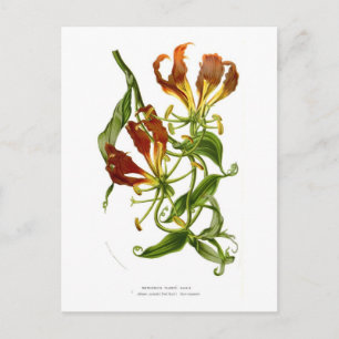 Flame lily (Gloriosa superba) Postcard