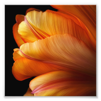 Flame of Grace – Golden Tulip in Bloom Photo Print