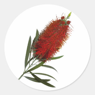 Flame Red Bottle Brush Classic Round Sticker