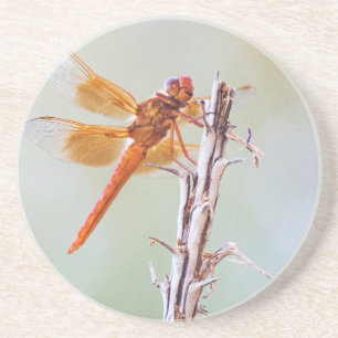 Flame Skimmer Dragonfly on Agave Coaster