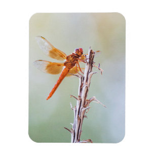 Flame Skimmer Dragonfly on Agave Magnet