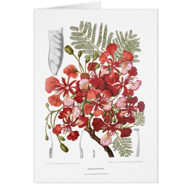 Flame Tree (Delonix regia) (Front)