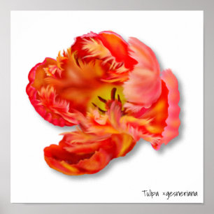 Flaming Orange Parrot Tulip Digital Art Poster