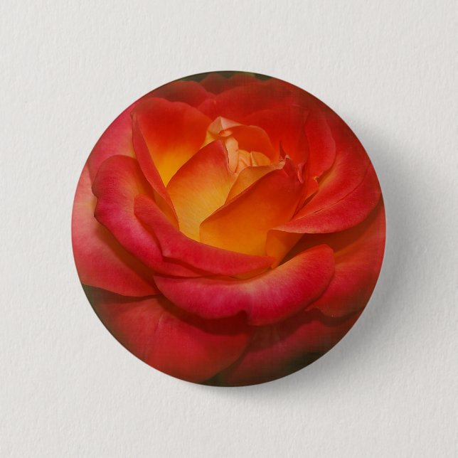 Flaming Rose on Parchment 6 Cm Round Badge (Front)