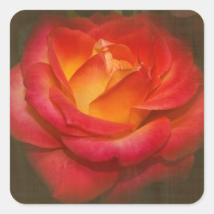 Flaming Rose on Parchment Square Sticker