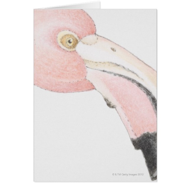 Flamingo (Front)