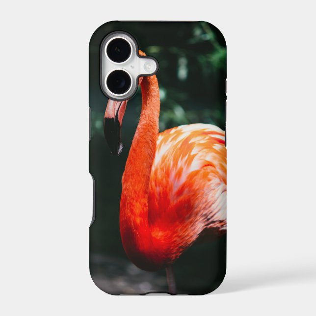 Flamingo (Back)