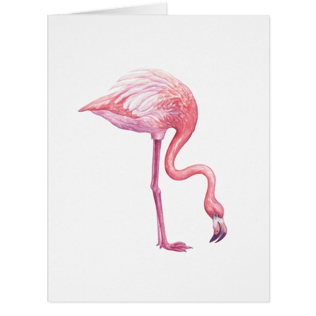 Flamingo (Front)