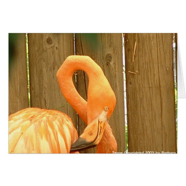 flamingo 1 (Front Horizontal)