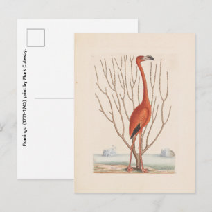 Flamingo (1731-1743) print  by Mark Catesby Postcard