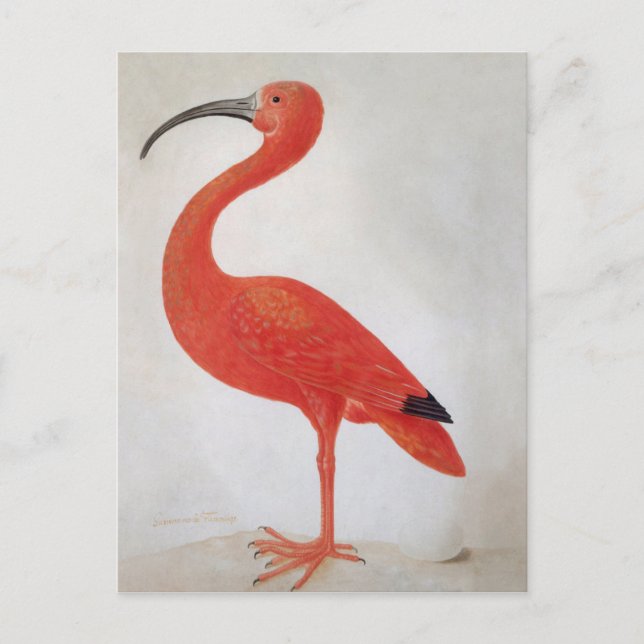 Flamingo - 17th C. Fine Art Postcard (Front)