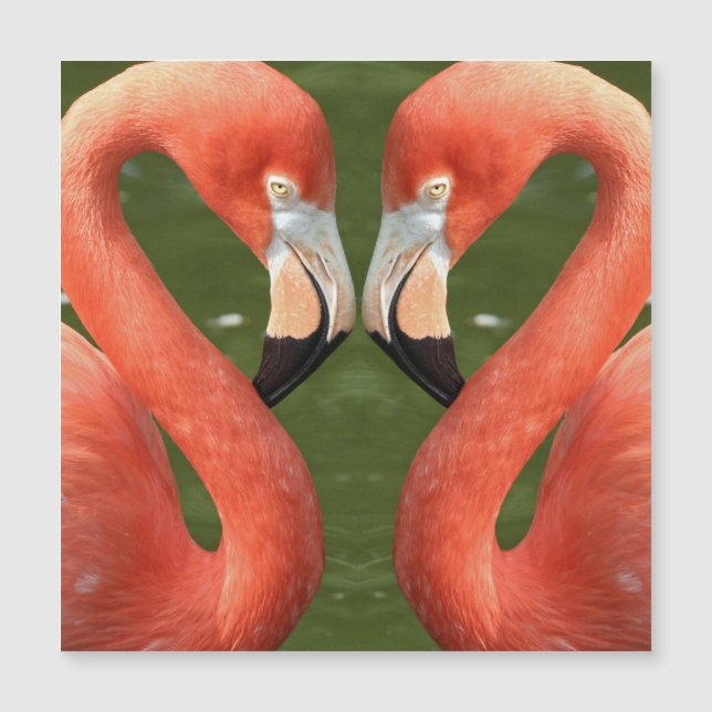 Flamingo_20170701_by_JAMFoto (Front)