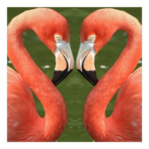 Flamingo_20170701_by_JAMFoto Photo Print