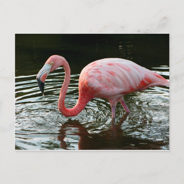 Flamingo 2 postcard (Front)