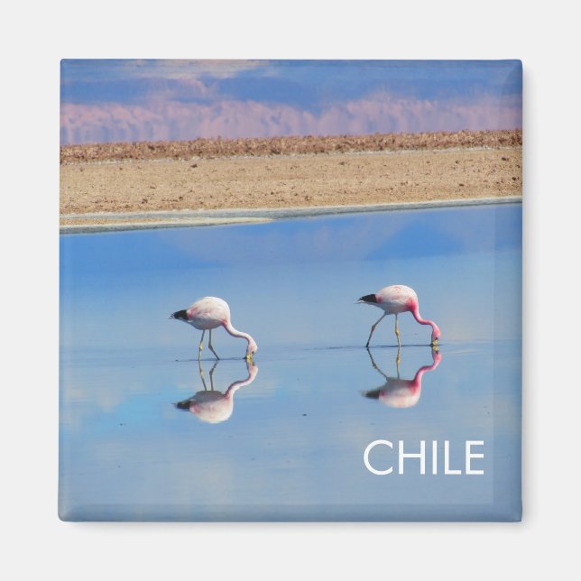 Flamingo, Atacama Desert, Chile Magnet (Front)