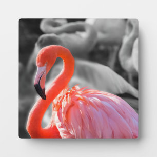 Flamingo Bird Photography Plaque