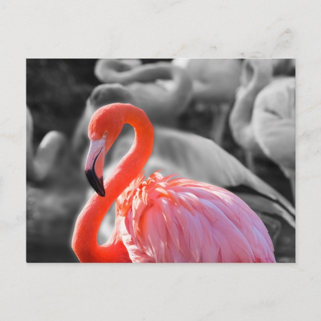 Flamingo Bird Photography Postcard (Front)