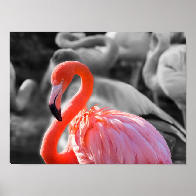 Flamingo Bird Photography Poster (Front)