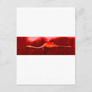 Flamingo Bird Postcard