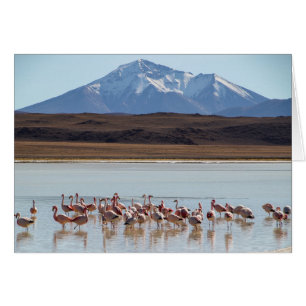 Flamingo Birds on Water - Snow Mountains Card