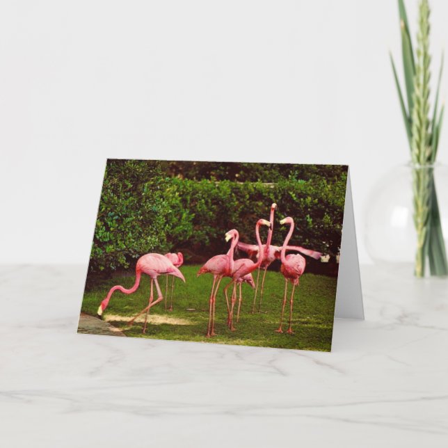 Flamingo Birthday Greeting Card (Front)