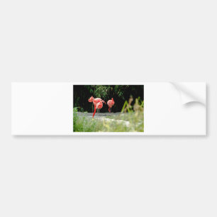 flamingo bumper sticker