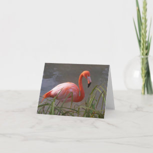 Flamingo Card