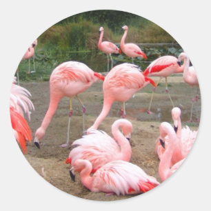 FLAMINGO CITY CLASSIC ROUND STICKER