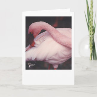 Flamingo close up 1 card