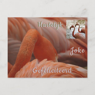 Flamingo Close Up Cust. Happy Birthday Postcard