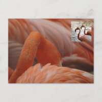 Flamingo Close Up DIY Postcard