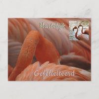 Flamingo Close Up Happy Birthday Postcard