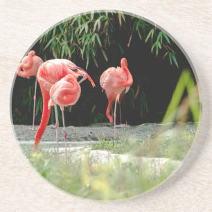 flamingo coaster